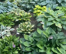 Hosta Plants