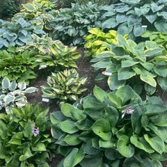Hosta Plants