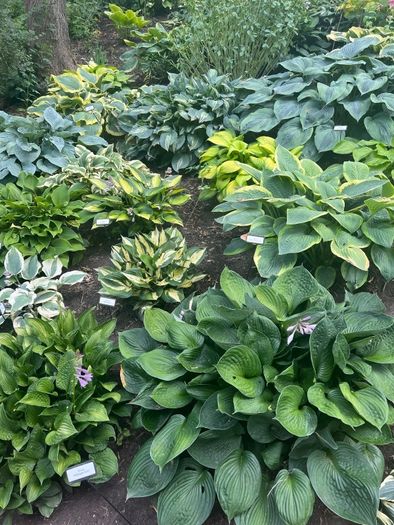 Hosta Plants