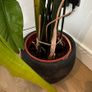 Bird of Paradise Strelitzia Reginae Image 4