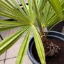 Palm tree for the garden or terrace Image 4