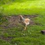 roosters Image 4