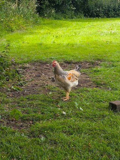 roosters