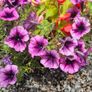 Large Hanging Baskets Image 8
