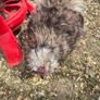 Rooster Silkies Image 2