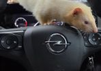 Father Ted the Ferret