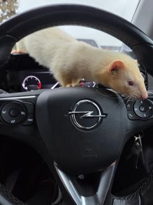 Father Ted the Ferret