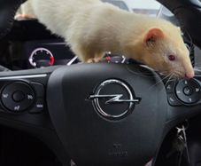 Father Ted the Ferret
