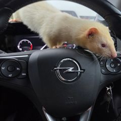 Father Ted the Ferret
