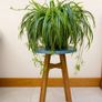 House plant Image 2
