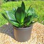 Sansevieria Hahnii in a grey pot Image 3