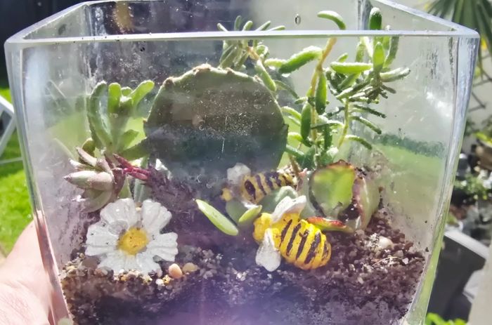 indoor plant
