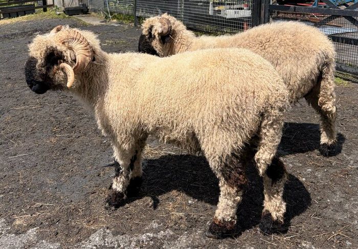 Pedigree Blacknose ewe due to lamb end August 2026