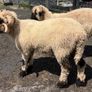 Pedigree Blacknose ewe due to lamb end August 2026 Image 8