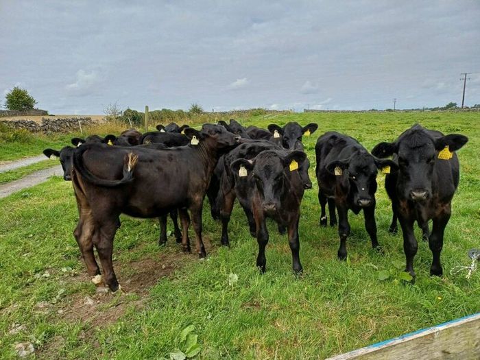 Angus weanlings