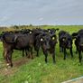 Angus weanlings Image 4