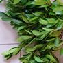 Bay Leaf Fresh Organic Herb Laurel - Whole Culinary Quality Leaf Image 5