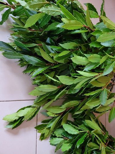 Bay Leaf Fresh Organic Herb Laurel - Whole Culinary Quality Leaf