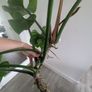 philodendron imperial green Image 2