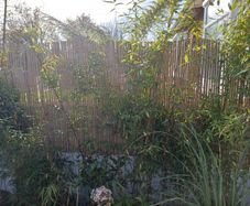 6x clumping bamboo non invasive