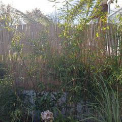 6x clumping bamboo non invasive