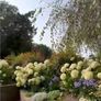 Hydrangea Annabelle  70 euro each Image 2