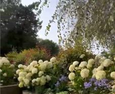 Hydrangea Annabelle  70 euro each