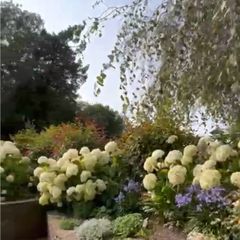 Hydrangea Annabelle  70 euro each