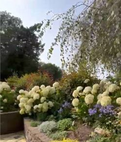 Hydrangea Annabelle  65 euro each.
