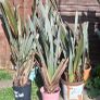 Large plants for sale Image 2
