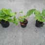 Rhubarb Image 4