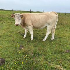 Organic Charolais breeding heifers