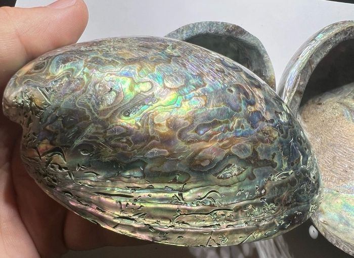 New Zealand Paua Abalone 3 Sea Shells Mother of Pearl
