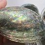New Zealand Paua Abalone 3 Sea Shells Mother of Pearl Image 4