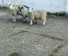 Sheep