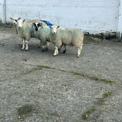 Sheep