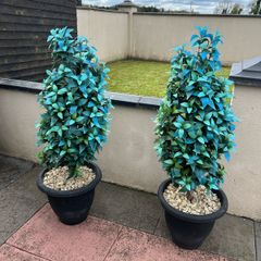 trees
