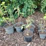 Blackcurrant Plant Image 2