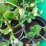 Organic Strawberry Plants Image 8