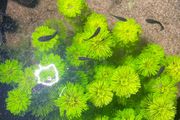 aquarium plant cuttings