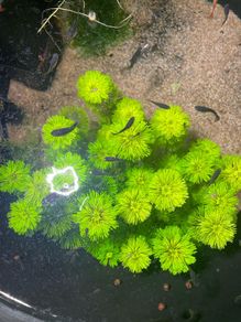 aquarium plant cuttings