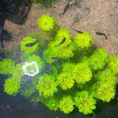 aquarium plant cuttings