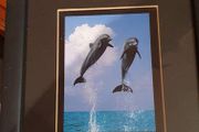 Black Wooden Framed Picture of Dolphins