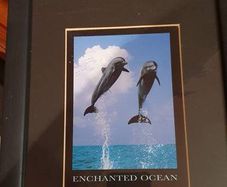 Black Wooden Framed Picture of Dolphins