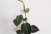Philodendron Melano Plant
