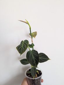 Philodendron Melano Plant