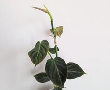 Philodendron Melano Plant