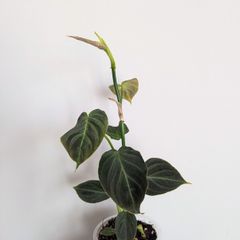 Philodendron Melano Plant