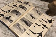 vintage Royal Air Force 1956-7 yr