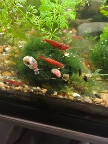 Red cherry shrimp